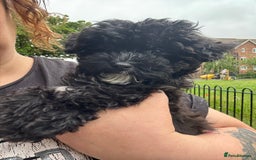 Chinese Crested dogs for sale: Chinese Crested pups- Powder Puff and Hairless - Image 1