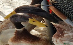 Ducks poultry for sale: Indian runner drakes - Image 8
