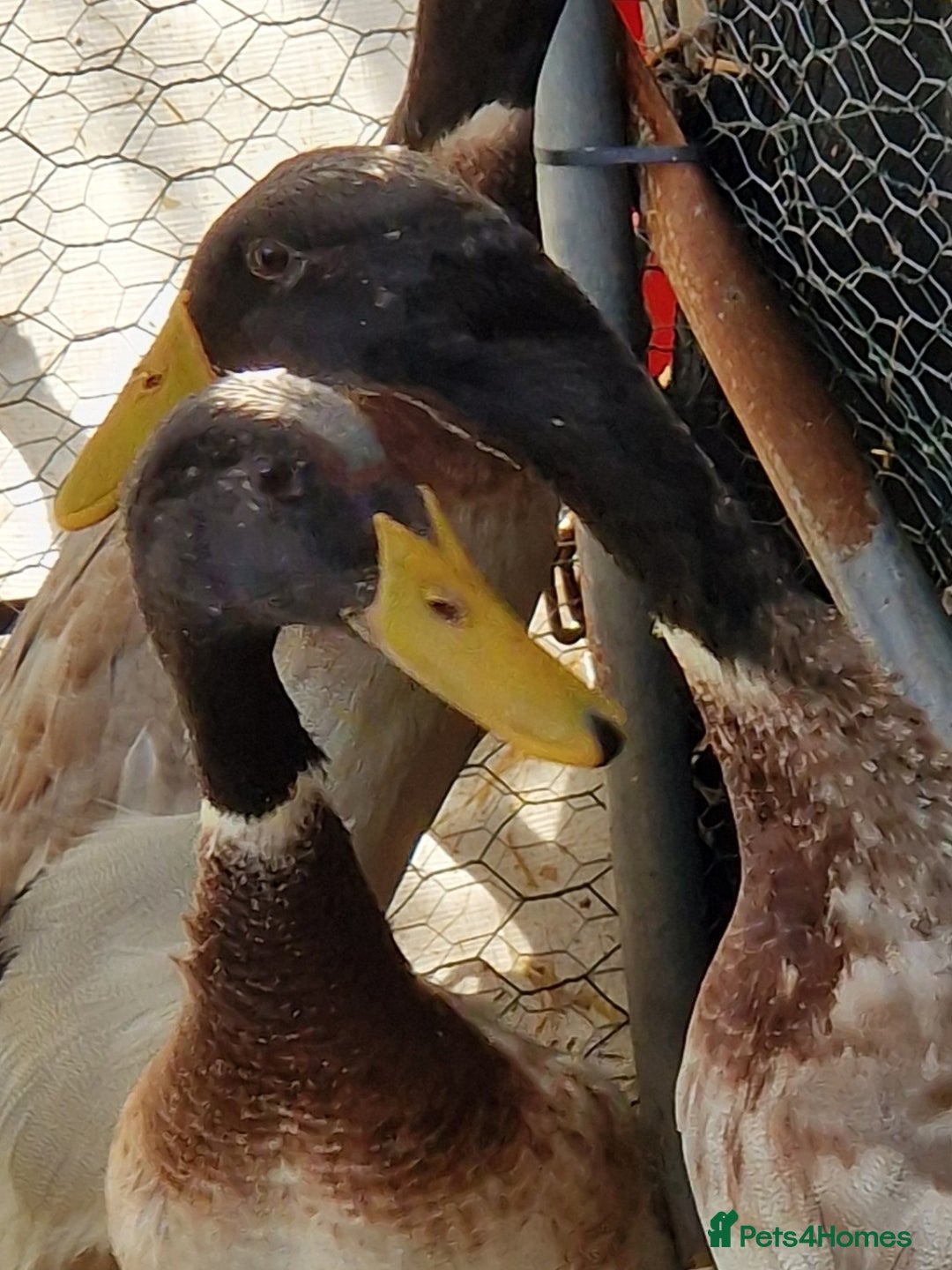 Ducks poultry for sale: Indian runner drakes - Image 8
