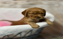 Cocker Spaniel dogs for sale: Cocker Spaniel puppies - Image 8