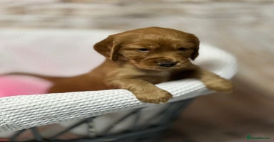 Cocker Spaniel dogs - Advert 3