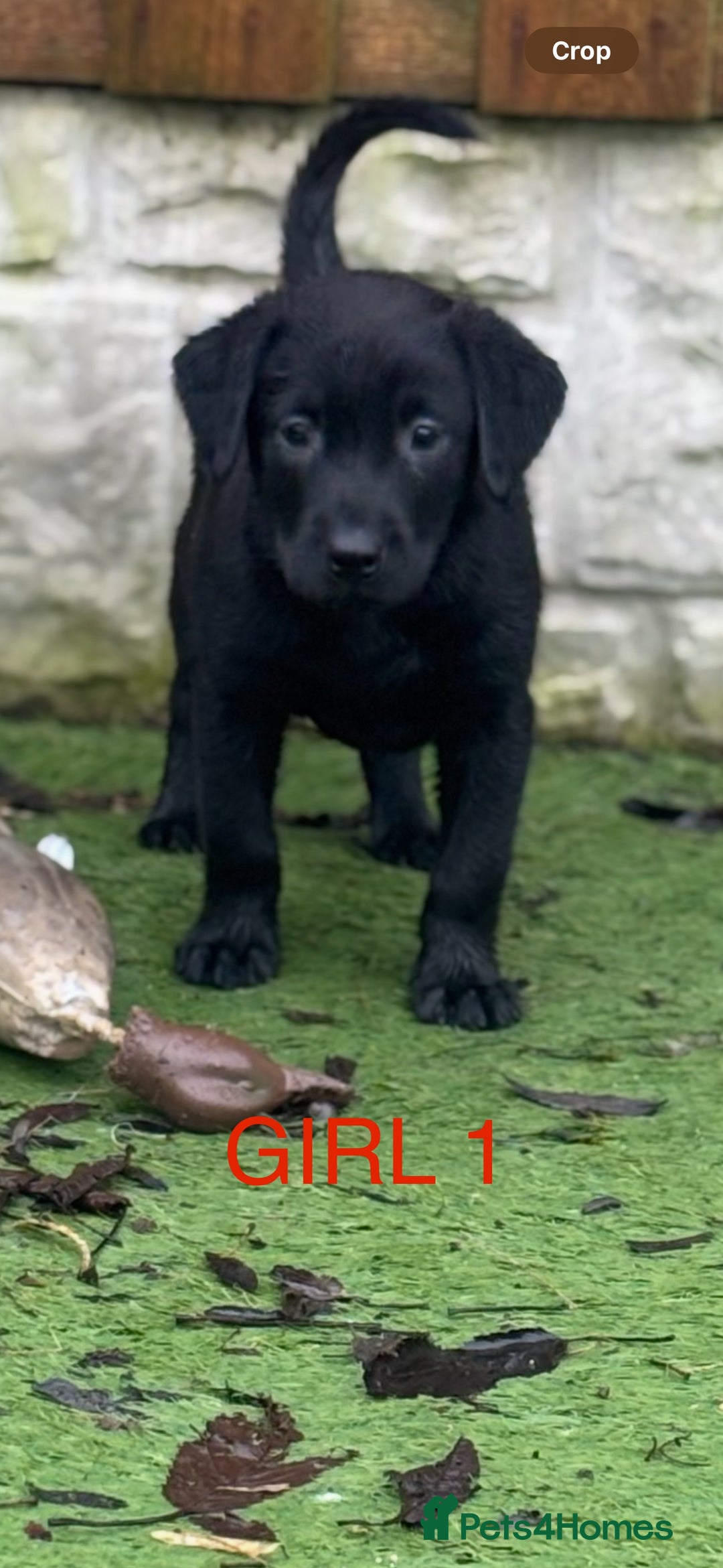 Labrador Retriever dogs for sale: KC reg Labrador puppies  - Advert 8