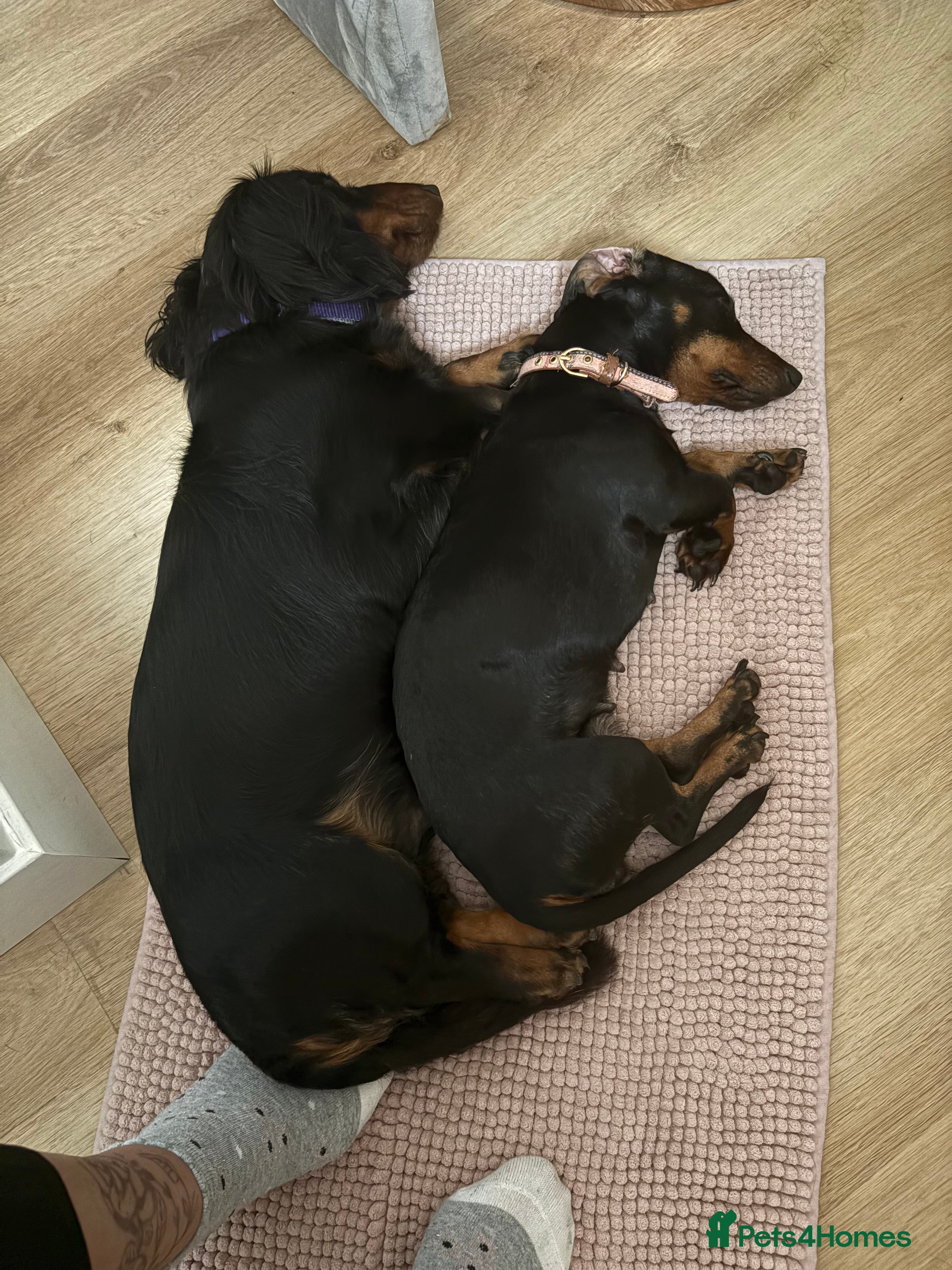 Miniature Dachshund dogs Miniature Dachshund  - Advert 7