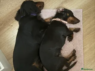 Miniature Dachshund dogs Miniature Dachshund - Advert 5