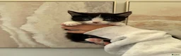 Mixed Breed cats for sale: Beautiful black & white kittens for sale  - Advert 23