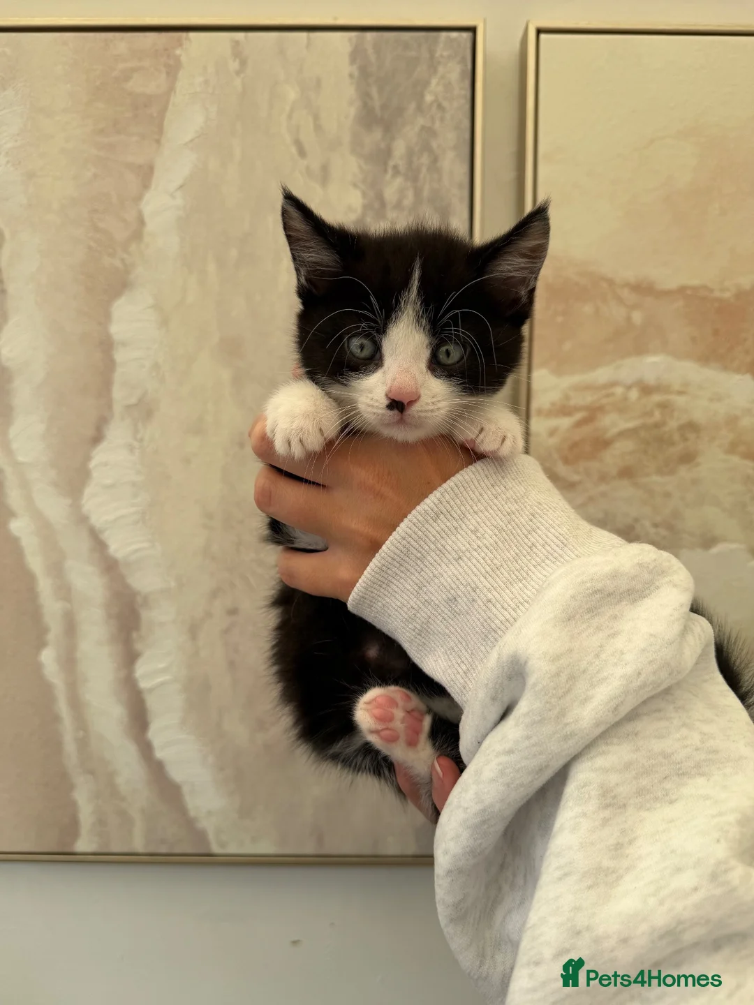 Mixed Breed cats for sale: Beautiful black & white kittens for sale  - Advert 23