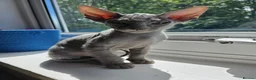 Mixed Breed cats for sale: Silver BioVelvet Males – TICA Lines Velvet Texture - Advert 16