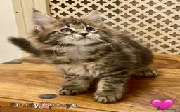 Maine Coon cats for sale: 🐾🦁 *TICA* MAINE COON KITTENS 🧬 DNA CLEAR 🦁🐾 - Image 20