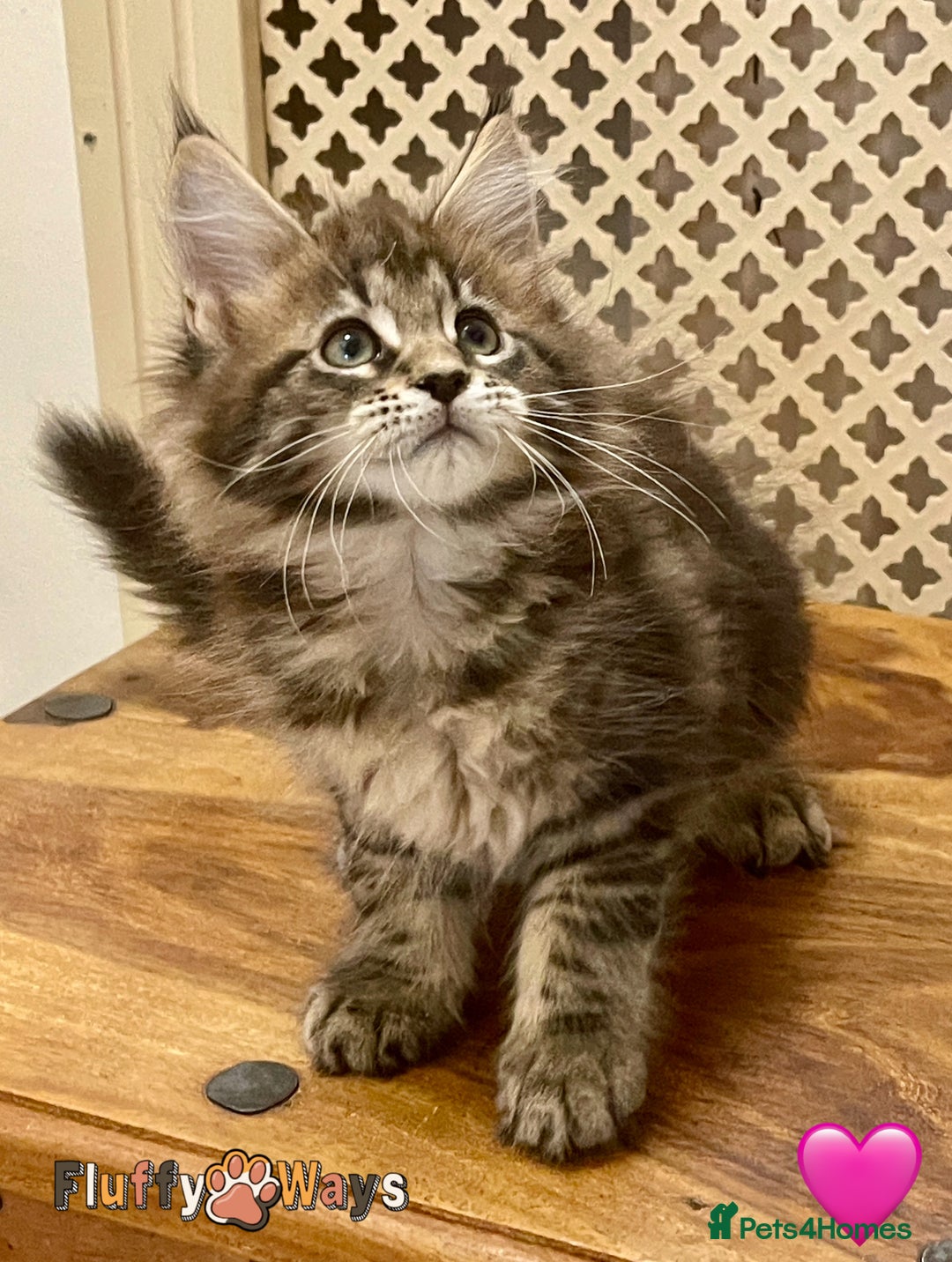 Maine Coon cats for sale: 🐾🦁 *TICA* MAINE COON KITTENS 🧬 DNA CLEAR 🦁🐾 - Image 20
