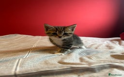 Domestic Shorthair cats for sale: 4 tabby kittens and 1 tuxedo kitten for sale! - Image 9