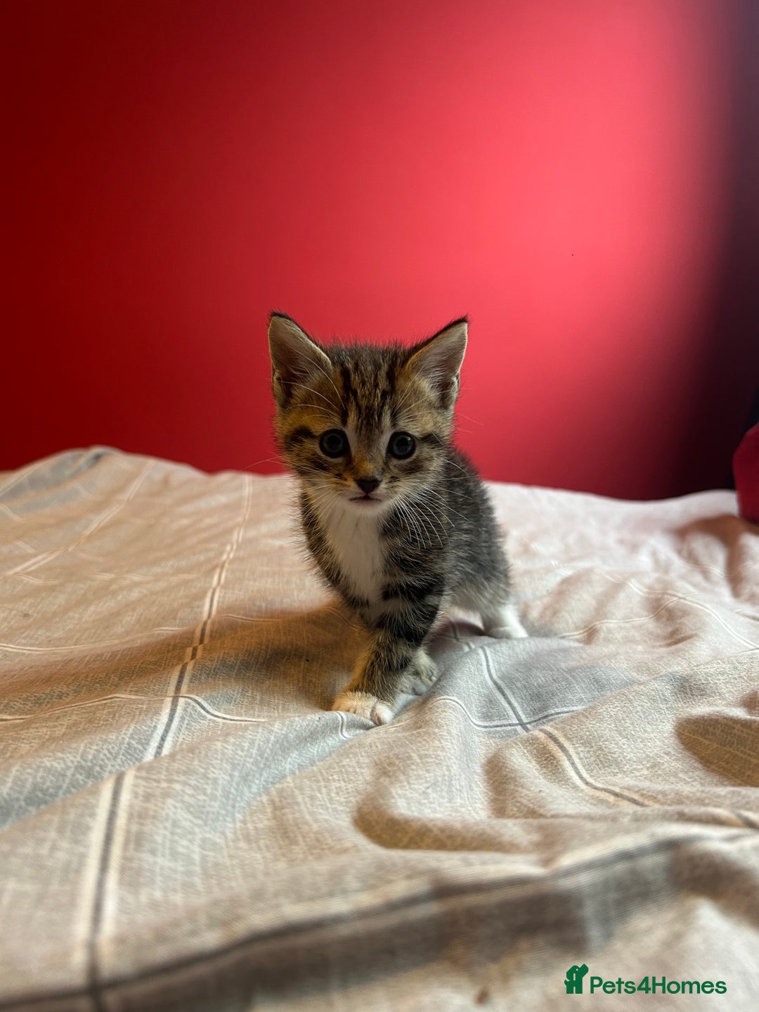Domestic Shorthair cats for sale: 4 tabby kittens and 1 tuxedo kitten for sale! - Image 9