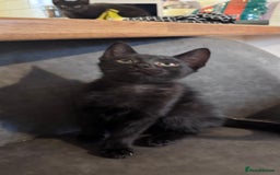 Mixed Breed cats for sale: kittens - Image 7