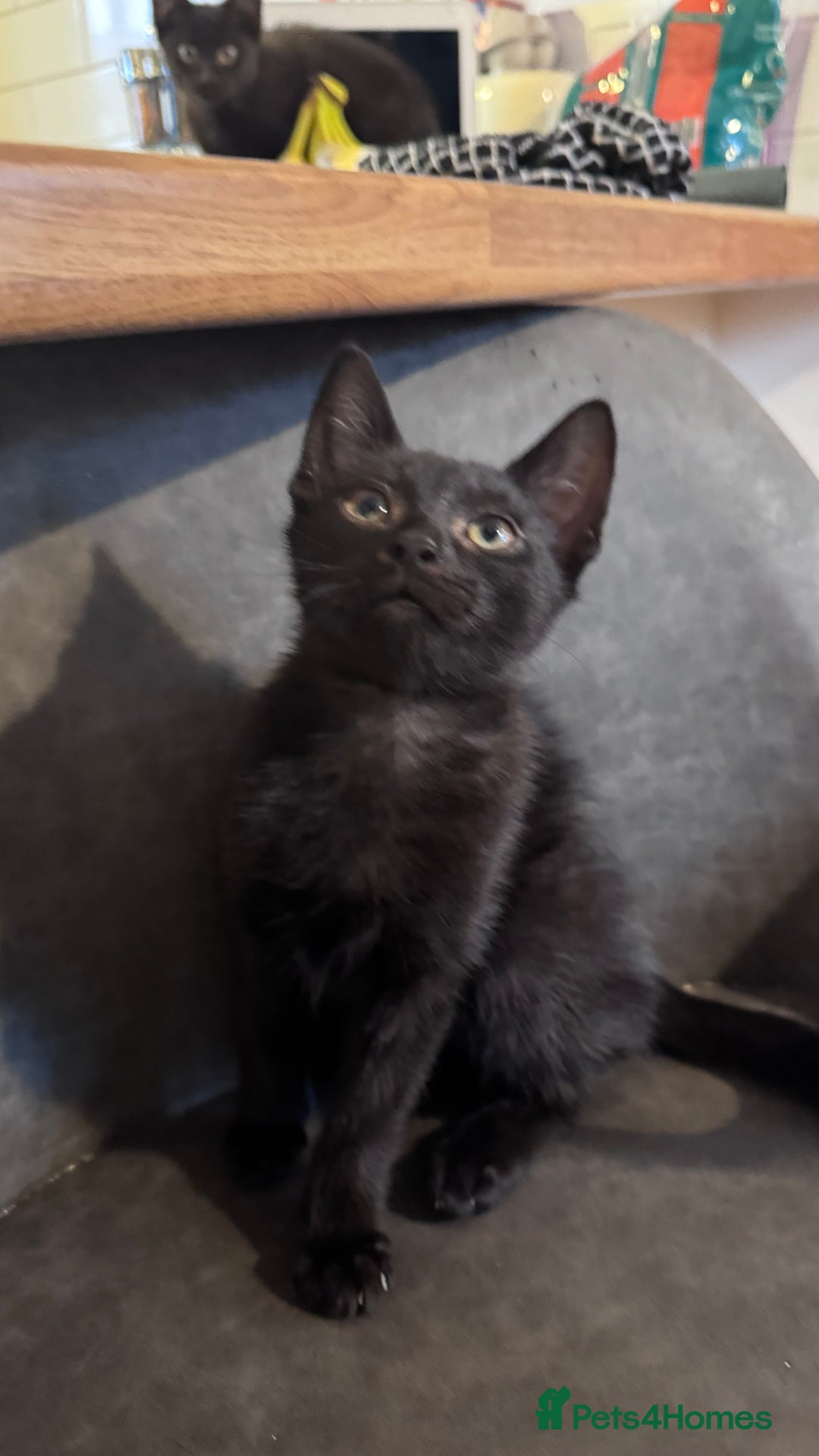 Mixed Breed cats for sale: kittens - Image 7