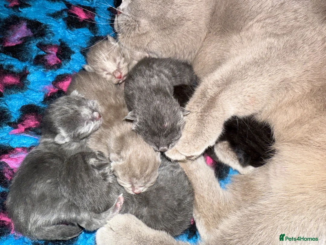 British Shorthair cats for sale: British shorthair kittens  - Advert 1