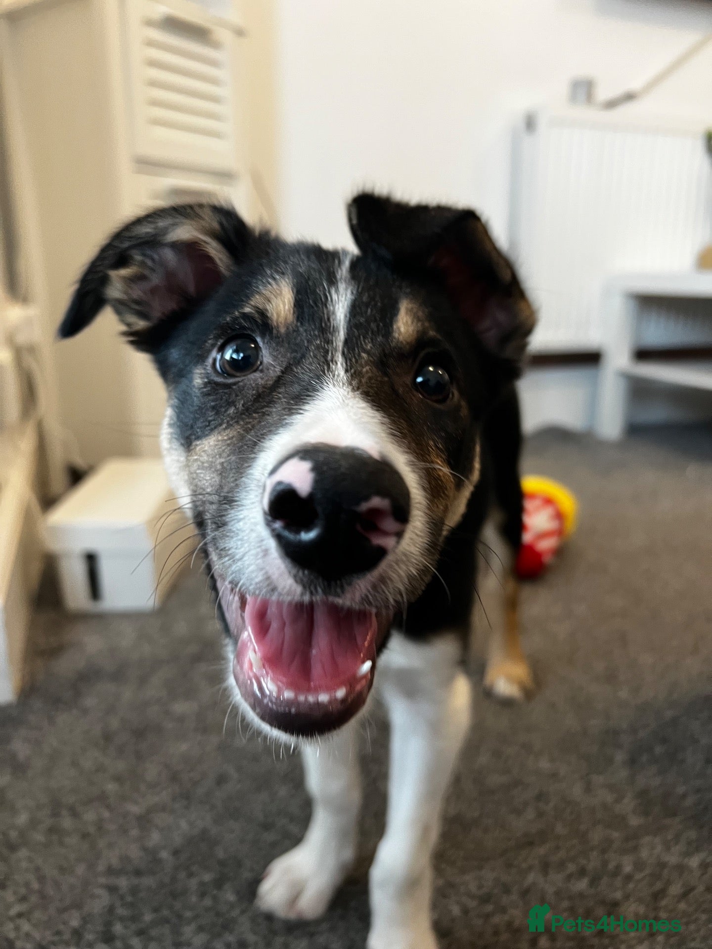 Border Collie dogs 1 Year Old Border Collie Looking for Home - Advert 2