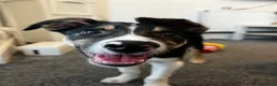 Border Collie dogs for sale: 1 Year Old Border Collie Looking for Home in Colwyn Bay - Advert 1
