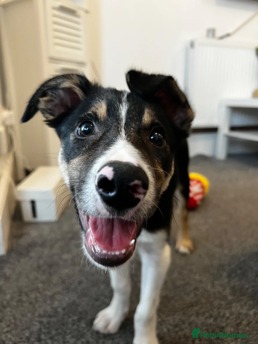Border Collie dogs for sale: 1 Year Old Border Collie Looking for Home in Colwyn Bay - Advert 1