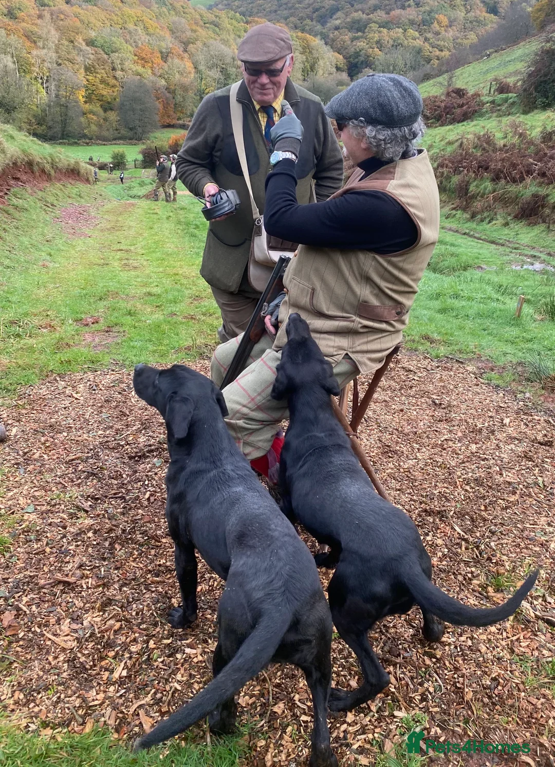 Labrador Retriever dogs for stud: Apollobay Bones of Countryways,FULLY HEALTH TESTED - Advert 2