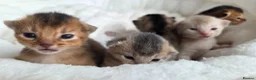 Abyssinian cats for sale: Abyssinian kittens TICA registered - Advert 6