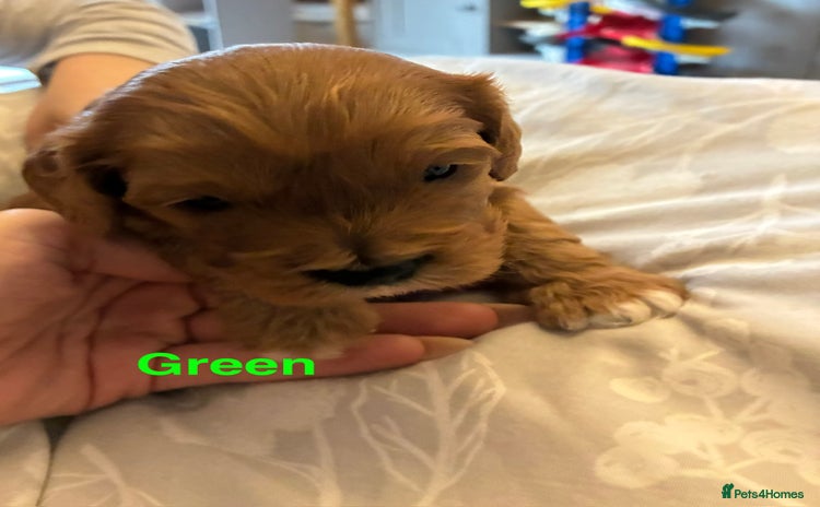 Cavapoo dogs Cavapoo puppies - Advert 8