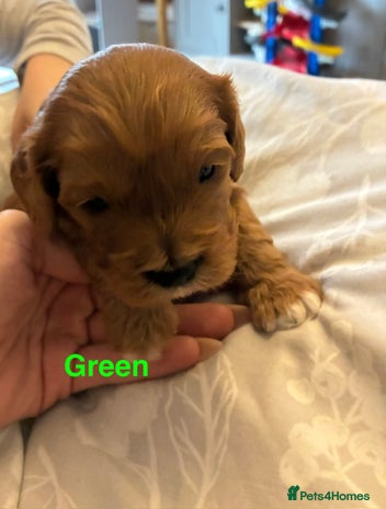 Cavapoo dogs Cavapoo puppies - Advert 8