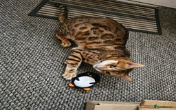 Bengal cats for sale: Male bengal  - Image 3