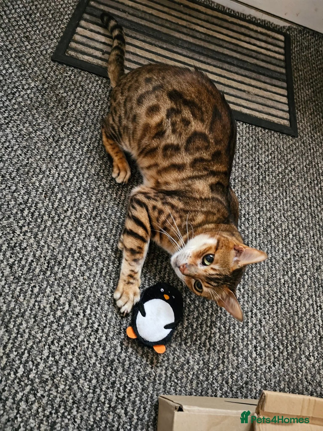Bengal cats for sale: Male bengal  - Image 3