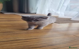 Scottish Fold cats for sale: Ready for new home 😻 - Image 13