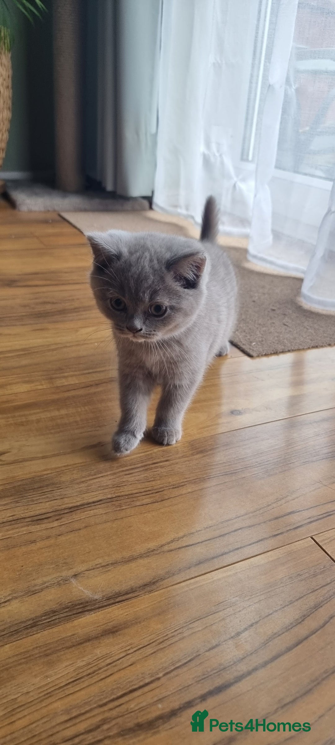 Scottish Fold cats for sale: Ready for new home 😻 - Image 13