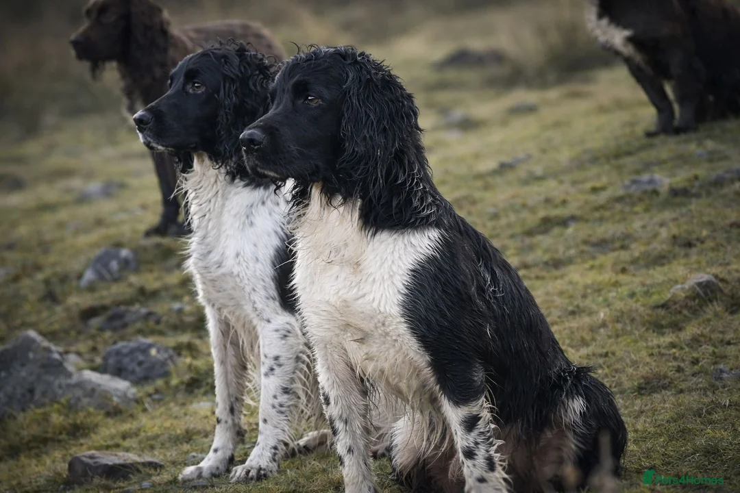 English Springer Spaniel dogs for sale: Heavily Marked Dog pups available  - Advert 10