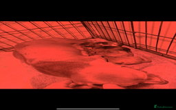 Miniature Dachshund dogs for sale: Miniature Dachshunds  - Advert 7