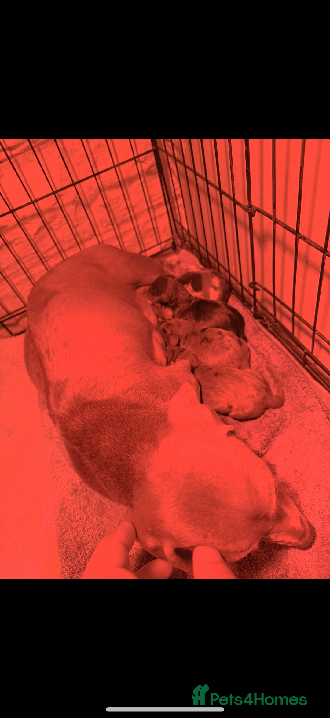 Miniature Dachshund dogs for sale: Miniature Dachshunds  - Advert 7