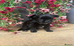 Chihuahua dogs for sale: Long Haired Russian Chihuahuas - Image 6