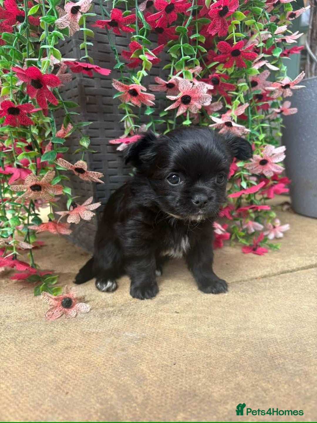 Chihuahua dogs for sale: Long Haired Russian Chihuahuas - Image 6