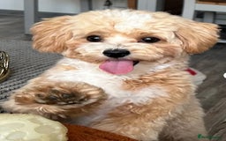 Maltipoo dogs for sale: Adorable F1B Merle** Maltipoo Puppies for sale - Image 20