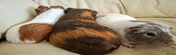 Guinea Pig rodents for sale: 3 x female guinea pigs and 2 tier hutch in Southampton - Advert 9
