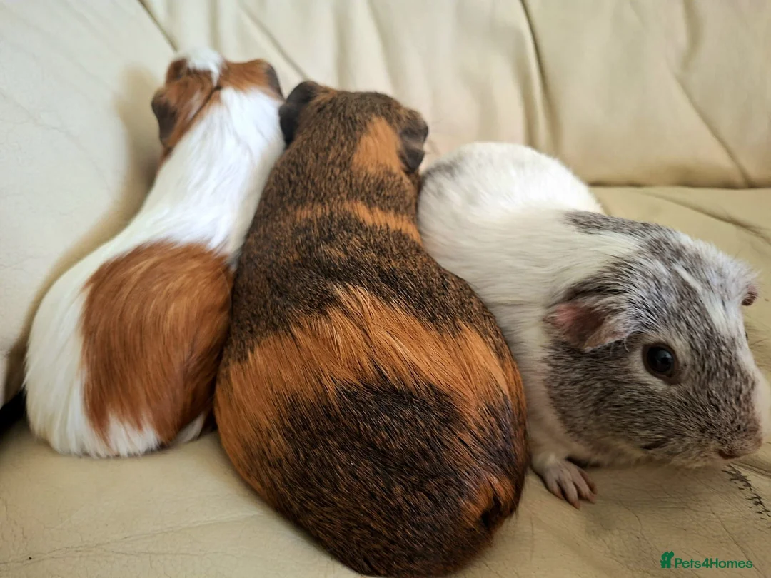 Guinea Pig rodents for sale: 3 x female guinea pigs and 2 tier hutch in Southampton - Advert 9