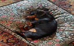 Dachshund dogs for stud: Malcolm - Image 4