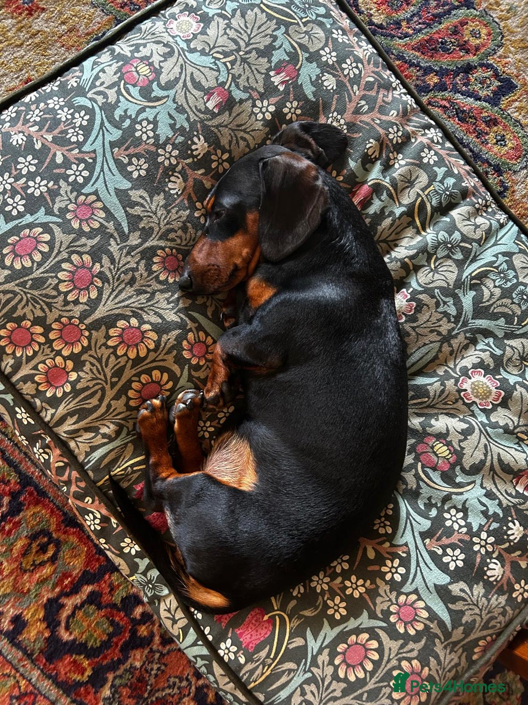 Dachshund dogs for stud: Malcolm - Image 4