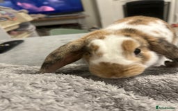 French Lop rabbits for sale: Rabbit for rehoming  - Image 2