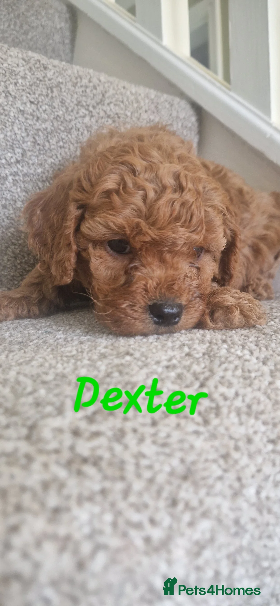 Cavapoo dogs for sale: Cavapoos Fb3. - Advert 34