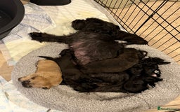 Yorkiepoo dogs for sale: Yorkiepoos - Image 26