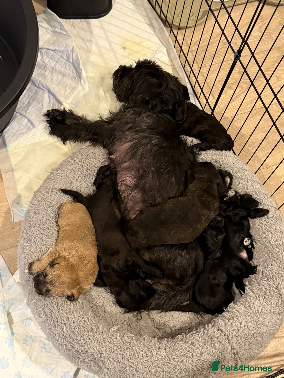Yorkiepoo dogs for sale: Yorkiepoos - Image 26