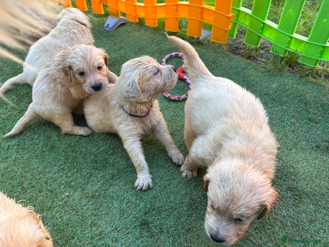 Golden Retriever dogs for sale: Golden retriever puppies - Image 15