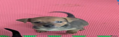 Puppy 5