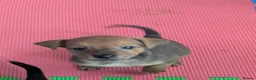 Mixed Breed dogs for sale: F1 jackain  - Advert 7
