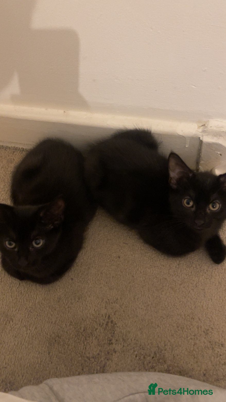 Mixed Breed cats Two Beautiful Black Female Kittens 10 Weeks Old  - Advert 2