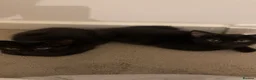 Mixed Breed cats for sale: Two Beautiful Black Female Kittens 10 Weeks Old  in South Croydon - Advert 1