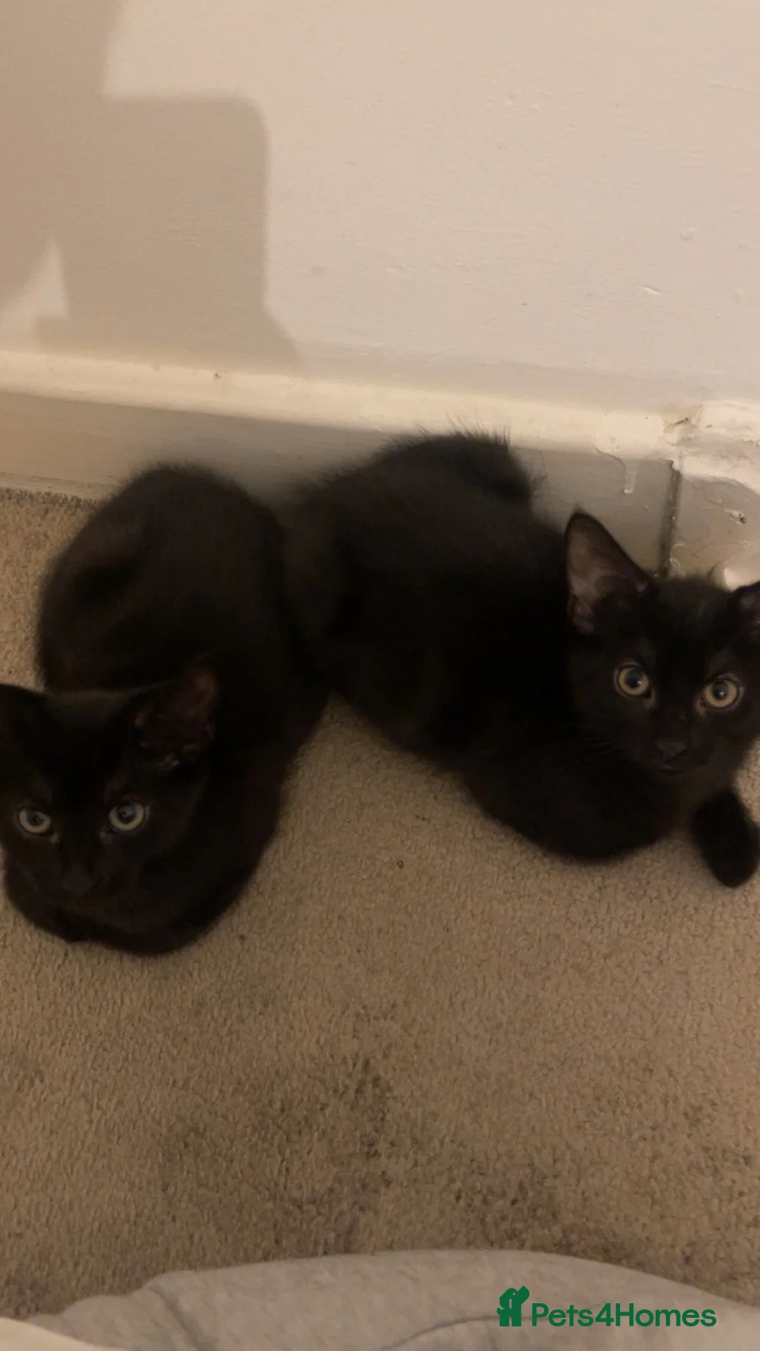 Mixed Breed cats for sale: Two Beautiful Black Female Kittens 10 Weeks Old  in South Croydon - Advert 1