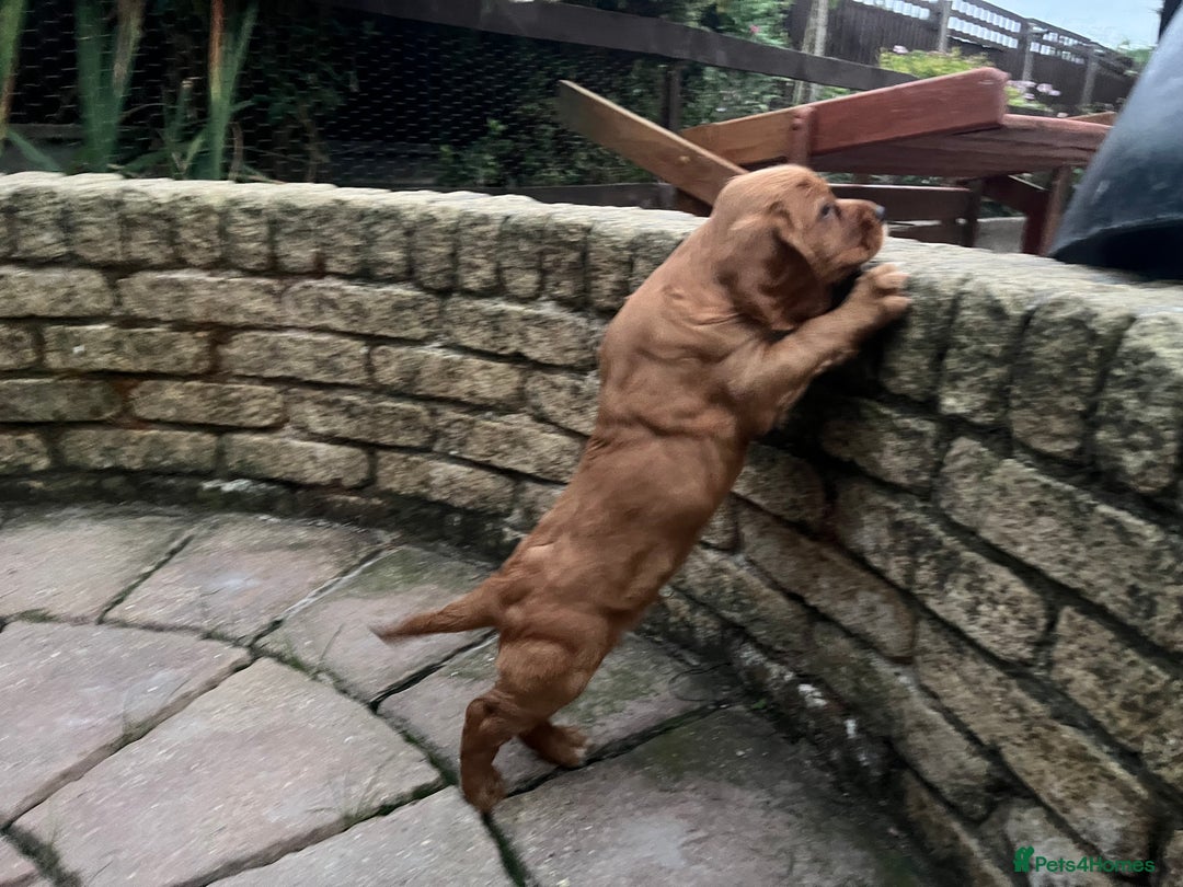 Cocker Spaniel dogs for sale: Heath tested working cocker pups  - Image 9